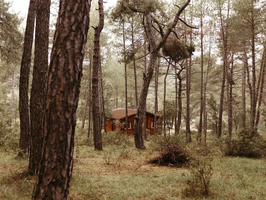 Cabañas de madera rodeadas de un pinar